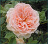 Rose photo by Yvonne Arnold : Crown Princess of Margareta
