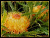 Dryandra Formosa photo by Yvonne Arnold