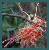 Grevillea photo by Yvonne Arnold