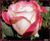 Rose photo by Yvonne Arnold : Hugo Roller