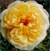 Rose photo by Yvonne Arnold : Michael Angelo