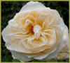 Rose photo by Yvonne Arnold : Perdita
