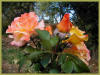 Rose photo by Yvonne Arnold : Queen Beatrix