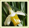 Daffodill photo by Yvonne Arnold